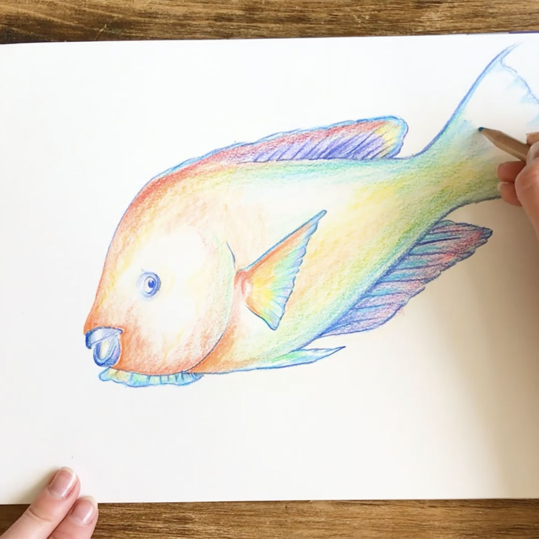 how to enhance parrot fish coloring pages